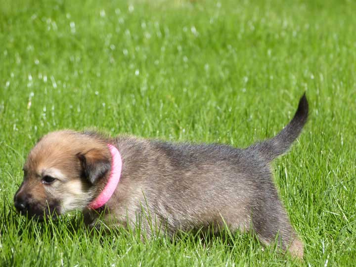 chinook dog